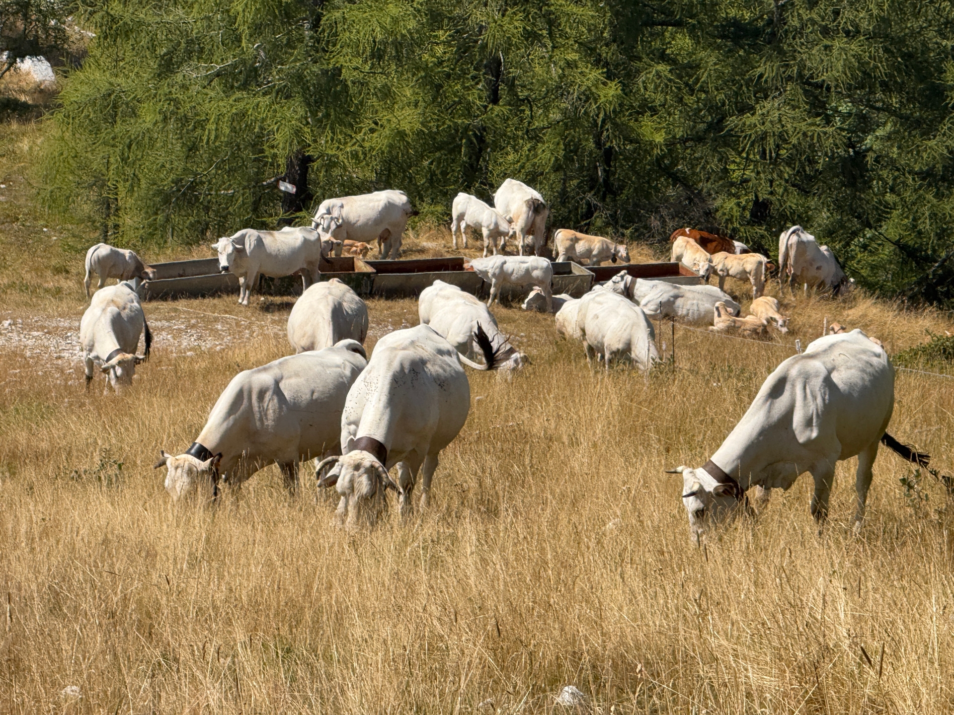 IMG 8201 1754892249054