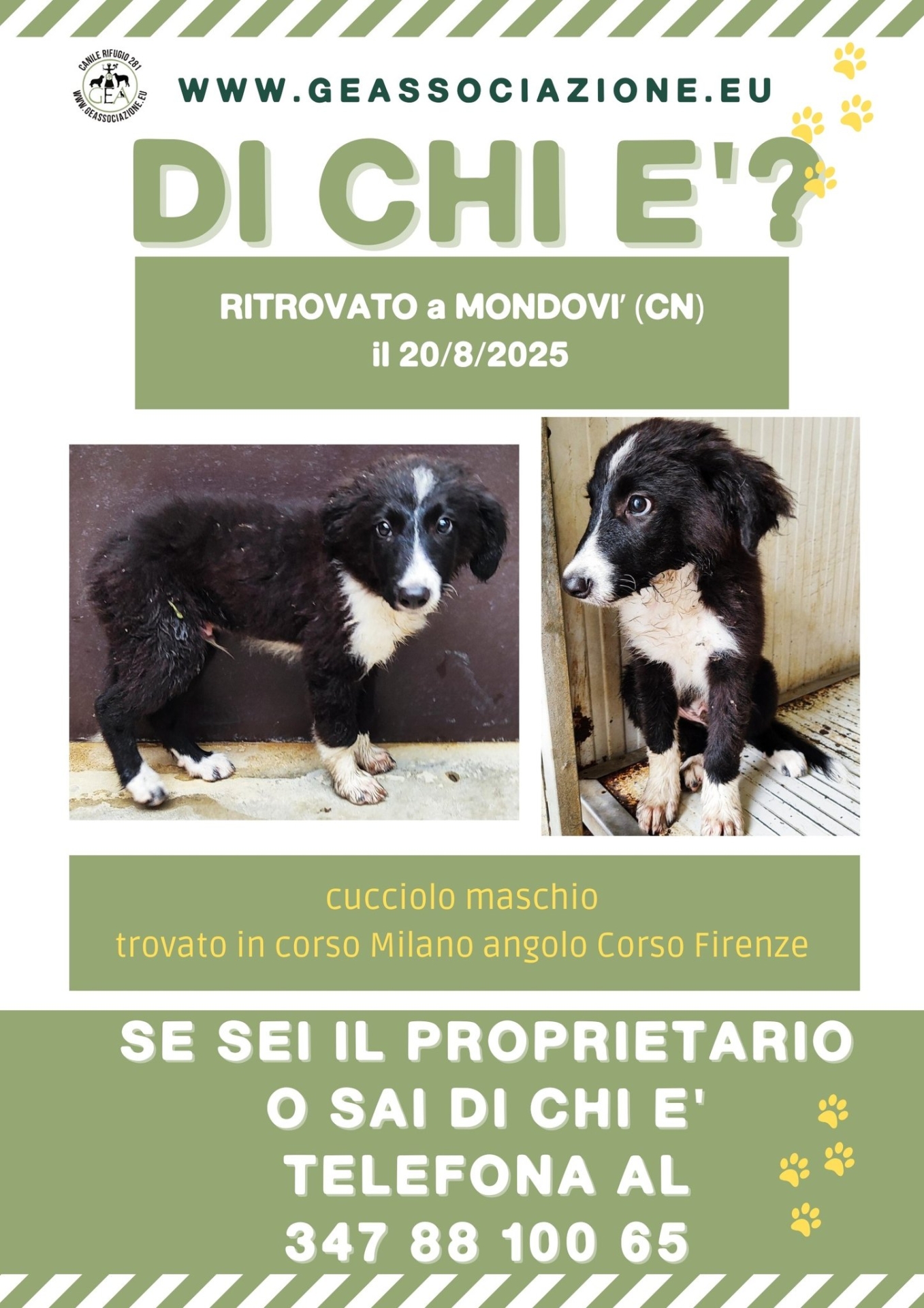 cucciolo 1755857711241