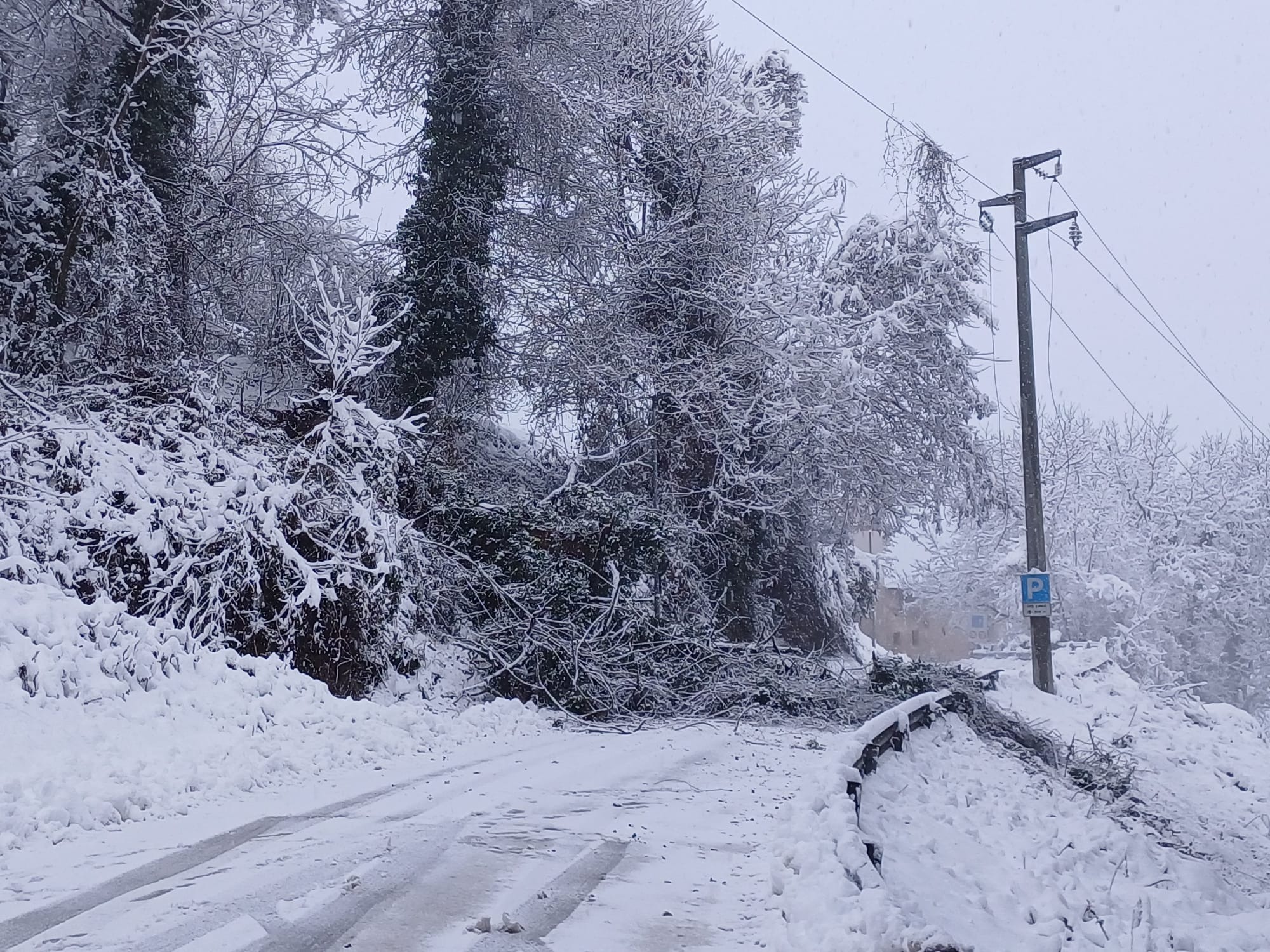 Neve a Mondovì albero sui cavi elettrici chiusa la strada tra Carassone e Piazza